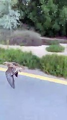 Un oiseau se joint à des randonneurs à vélo sur la piste d'Al Qudra à Dubaï.