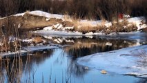 Çok hızlı olduğu için nadir görülüyor... Kars’ta beyaz gelincik görüntülendi