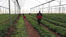 İsrail'in Filistin tarım ürünlerinin ihracatını engellemesi ekonomide yıkıma neden olabilir (2)