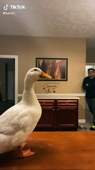 La danse des canards