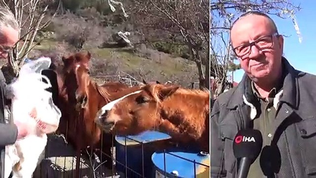 Spil'in Yılkı Atları ve Yaban Köpekleri, Onun Yolunu Gözlüyor