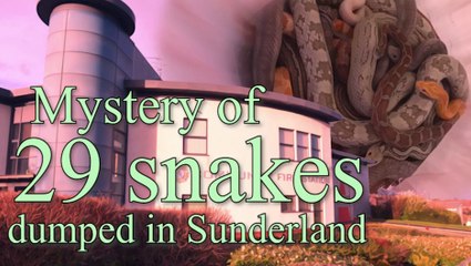 Mystery of 29 snakes dumped in Sunderland