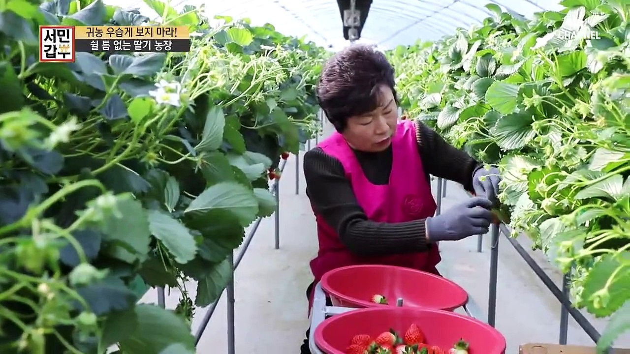 "365일 중에 365일을 일한다" 귀농 쉽게 보면 안 된다?! 쉴 틈 없는 딸기 농장!