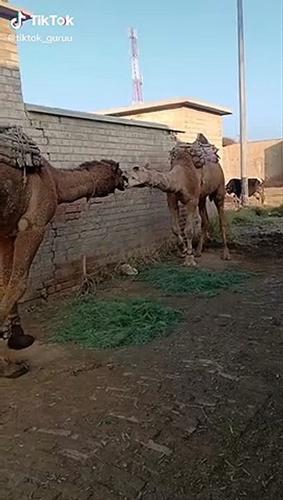 Camels Imran Hashmi| Romance