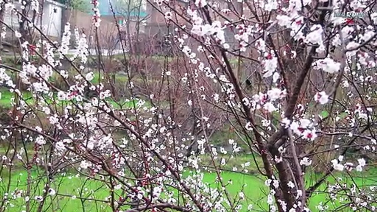 MARGHAZAR SWAT PAKISTAN  TOUR. BEST TOURISMS IN SWAT PAKISTAN . SWAT IS THE SWEATYZERLAND OF ASIA