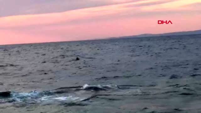 Çanakkale-saros körfezi'nde köpek balığı iddiası