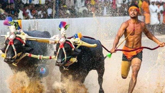 Indian Usain Bolt Srinivasa Gowda's Record Breaks By Kambala Runner Nishant Shetty