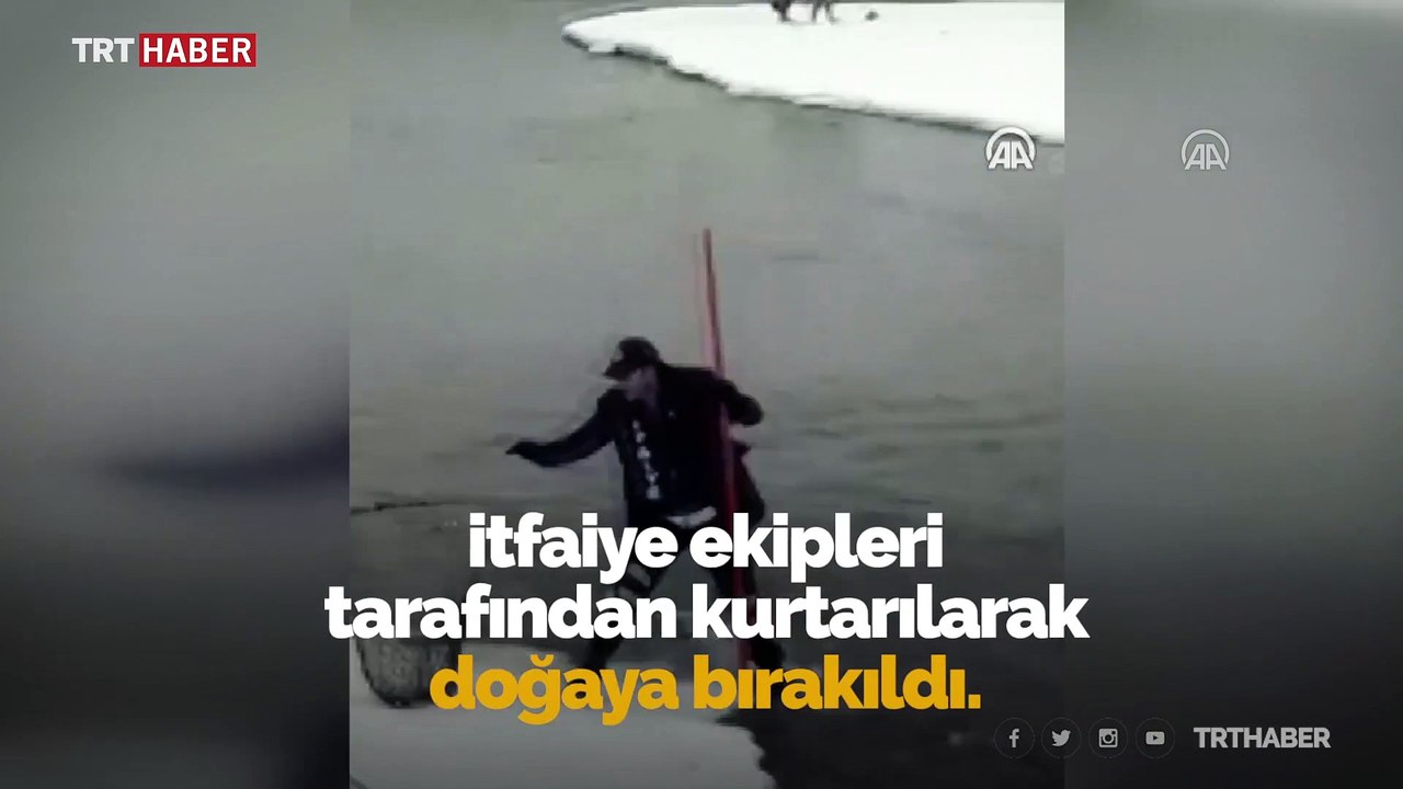 Ağrı'da buz kütlesi üzerinde mahsur kalan kurt kurtarıldı