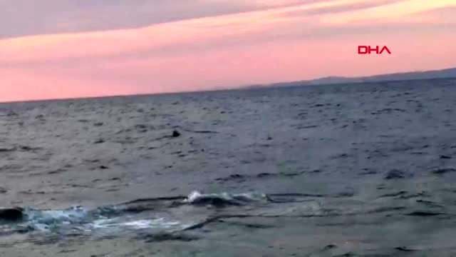 Çanakkale-saros körfezi'nde köpek balığı iddiası-2