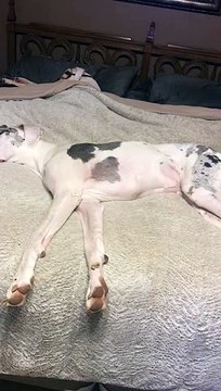 Sleepy Dog Snoozes in Style