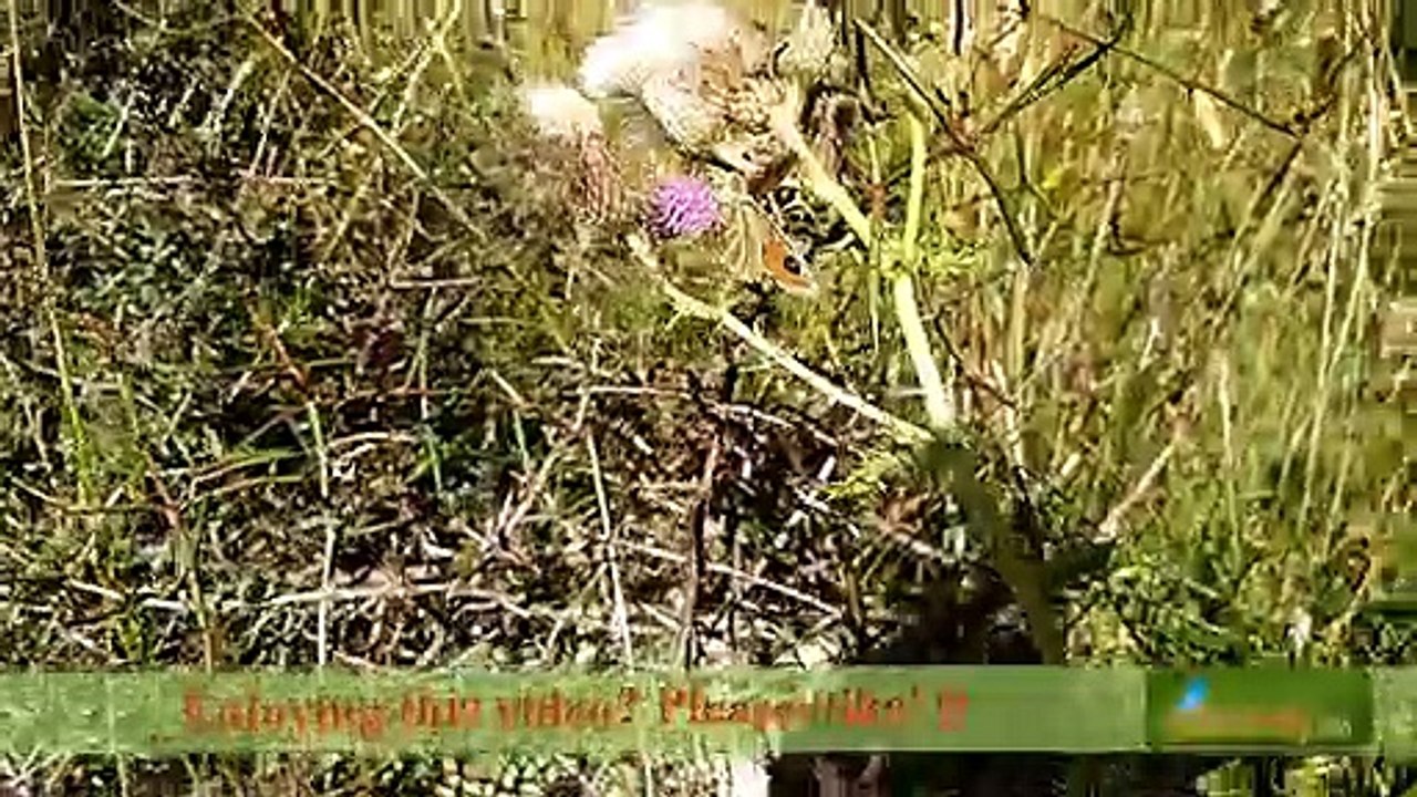 Common Tussock