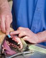 Les dents de nos chiens, tarte et maladie parodontale