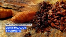 Assaggia se hai coraggio: vermi mojojoy e formiche