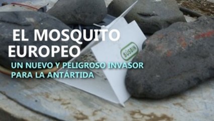 La Antártida se ve invadida: los mosquitos europeos se implantan en el ecosistema