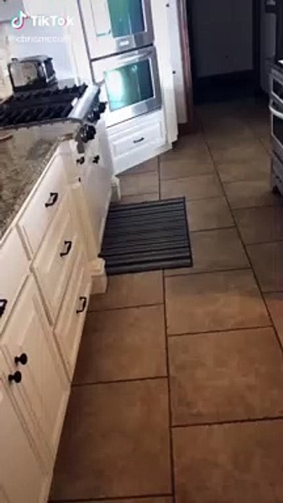 Un écureuil a crée le chaos dans les toilettes