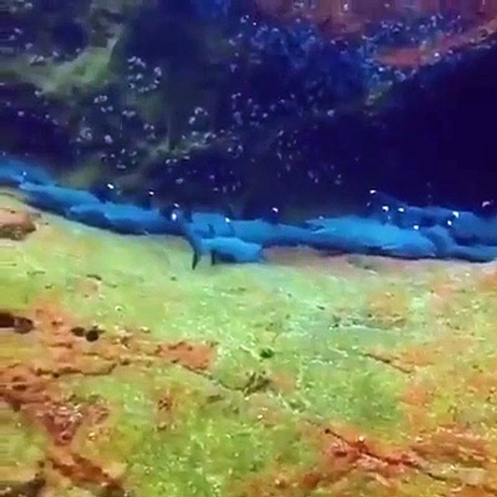 Un poisson mignon s'invite à une scène de requins blancs