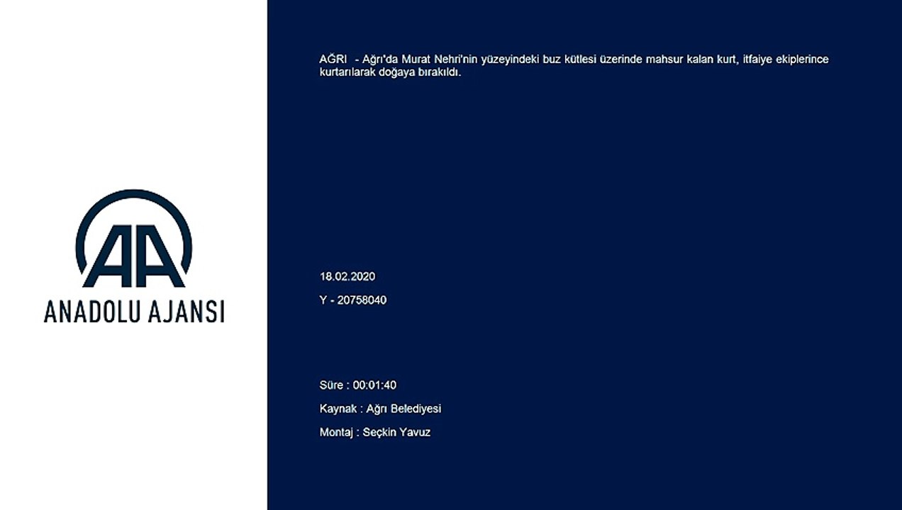 Nehir yüzeyindeki buz kütlesi üzerinde mahsur kalan kurt kurtarıldı - AĞRI