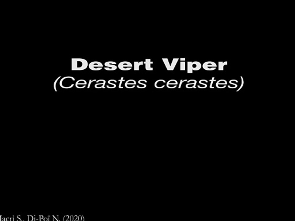 Lizard Brain 3D - Desert Viper