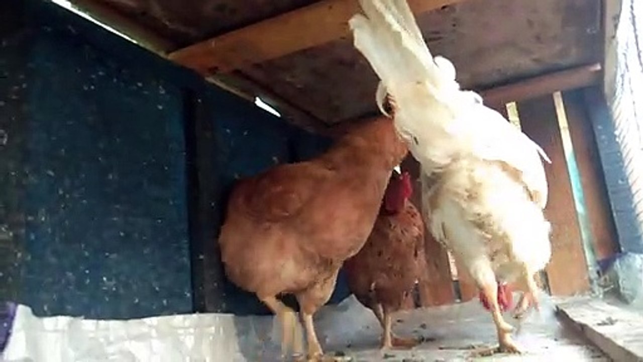 Mottai maadi koli valarpu-Beautiful farm-chicken farm-indian nattu koli valarpu-chicken news 4