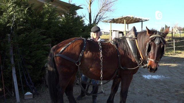 Reportage - Le cheval du Vercors de Barraquand sera représenté au salon de l'agriculture 2020