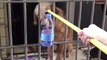 Chinese woman uses pole to feed neighbour’s dog left alone for six days