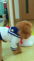 Funny Dogs Cute and Funny Dog Videos Compilation #4