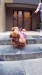 Funny Dogs Cute and Funny Dog Videos Compilation #5