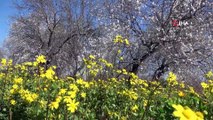 Çiçek Açan Badem Ağaçları Baharı Müjdeledi