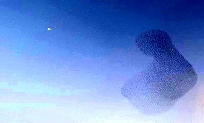 Sığırcıkların gökyüzünde muhteşem dansı