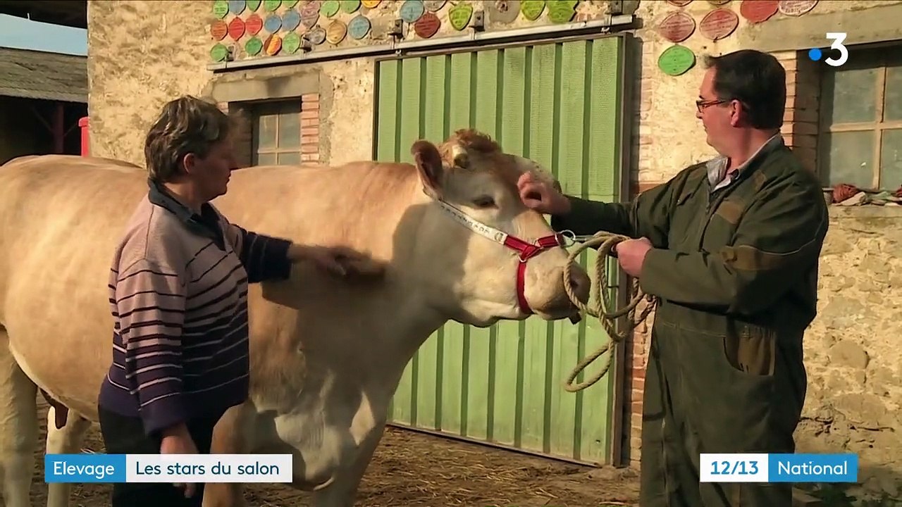 Salon de l'agriculture : des bêtes de concours à Paris