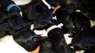 Chiots de race chien d'eau portugais nés le 13 février 2020.
