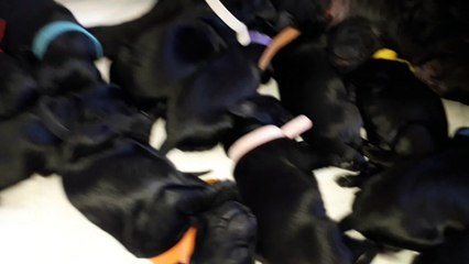 Chiots de race chien d'eau portugais nés le 13 février 2020.