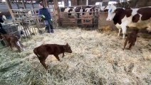 Doubs : une vache donne naissance à des triplés
