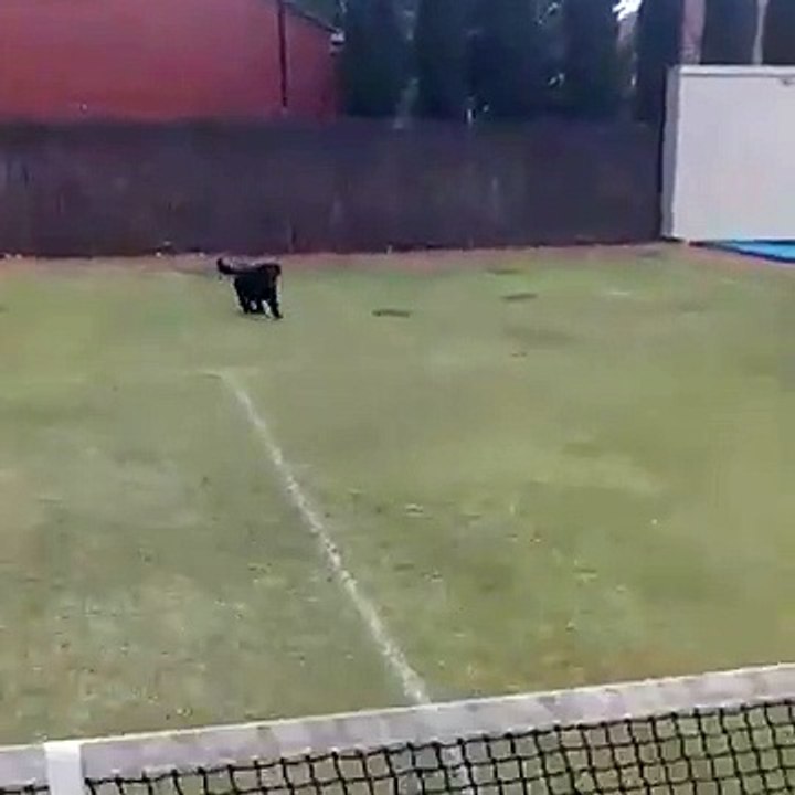 Chien vs Filet de tennis