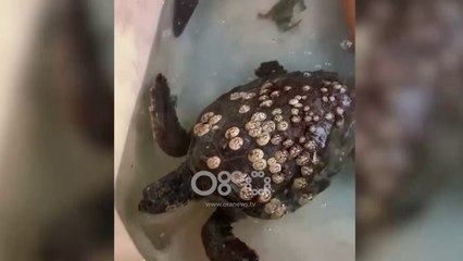 Ora News - Breshka fluturuese bie në rrjetat e peshkatarëve vlonjatë