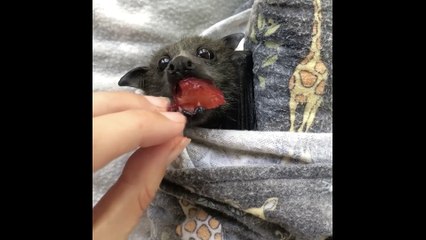 Rescued Baby Bats Try New Fruit