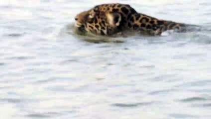 Ils croisent un jaguar au milieu de la rivière... bon nageur