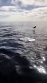 Un bébé dauphin adorable apprend à sauter hors de l'eau