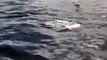 Un bébé dauphin adorable apprend à sauter hors de l'eau