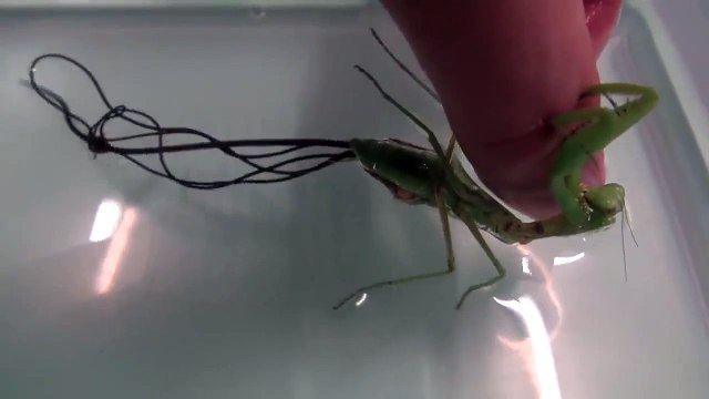 Ce qui sort de cette mante religieuse est terrifiant : parasite monstrueux