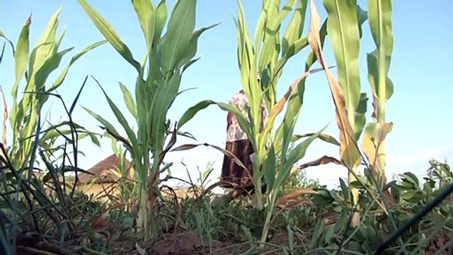 Do ciclone à seca: Zimbábue luta contra as mudanças climáticas