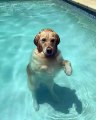 Relaxing Doggo Stands Like Human in Pool