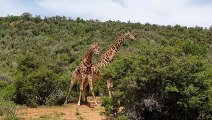 Giraffes Necking in Eastern Cape