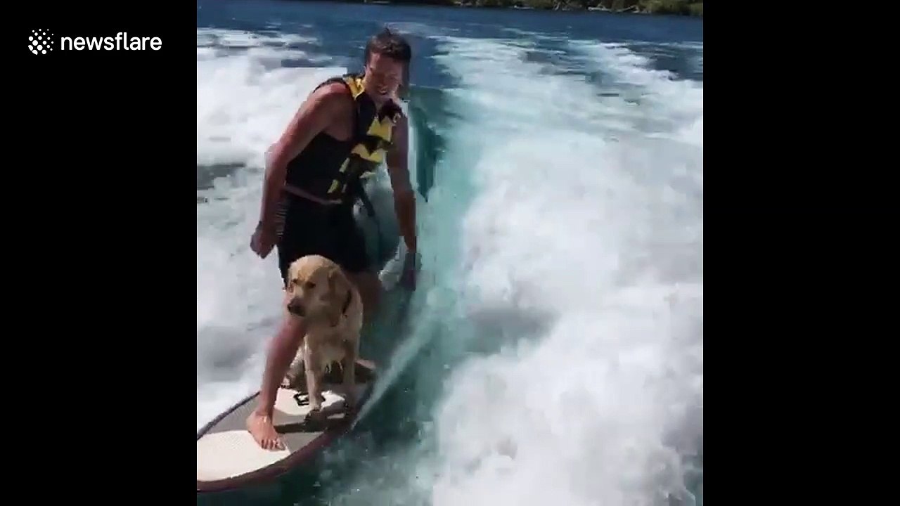 Move dude! Surfing dog wants to catch big waves