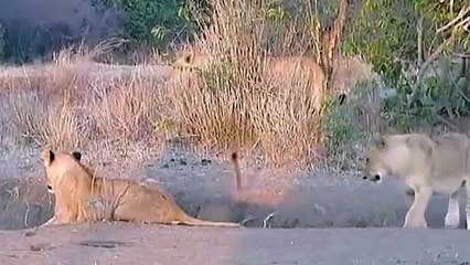 영천출장서비스 영천출장서비스O1OE8261E6657｛카톡KGB8｝ 영천출장마사지샵 영천출장안마on영천출장안마cos여3♪⇔∃마사지황형♥≇≪