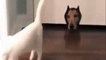 cat vs dog video has users howling when pooch blocks doorway