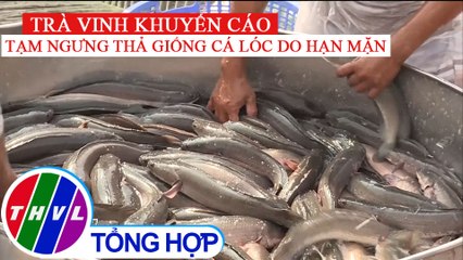 Trà Vinh khuyến cáo tạm ngưng thả giống cá lóc do hạn mặn