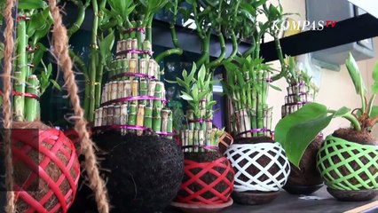 Sudah Tahu Kokedama? Tanaman Hias Cantik Nan Unik