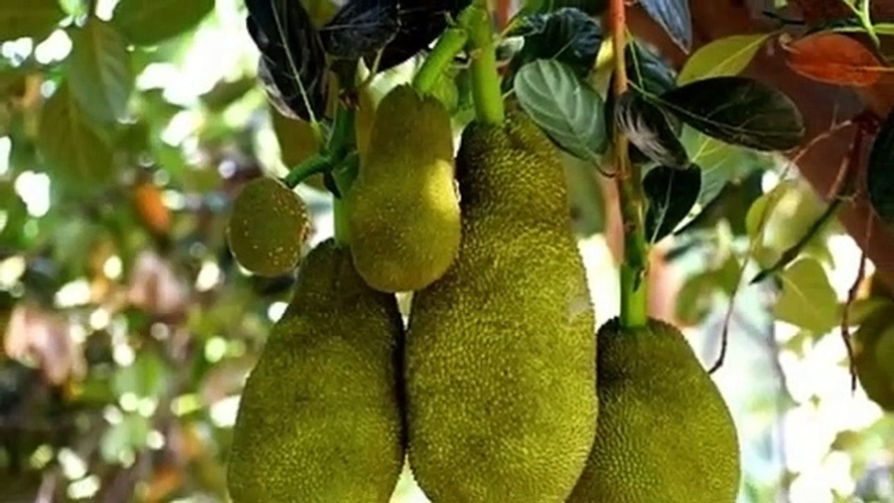 अधिक_कटहल_लगने_का_राज।।_मेरा_कटहल_का_पेड़।।jackfruit_tree.(360p)