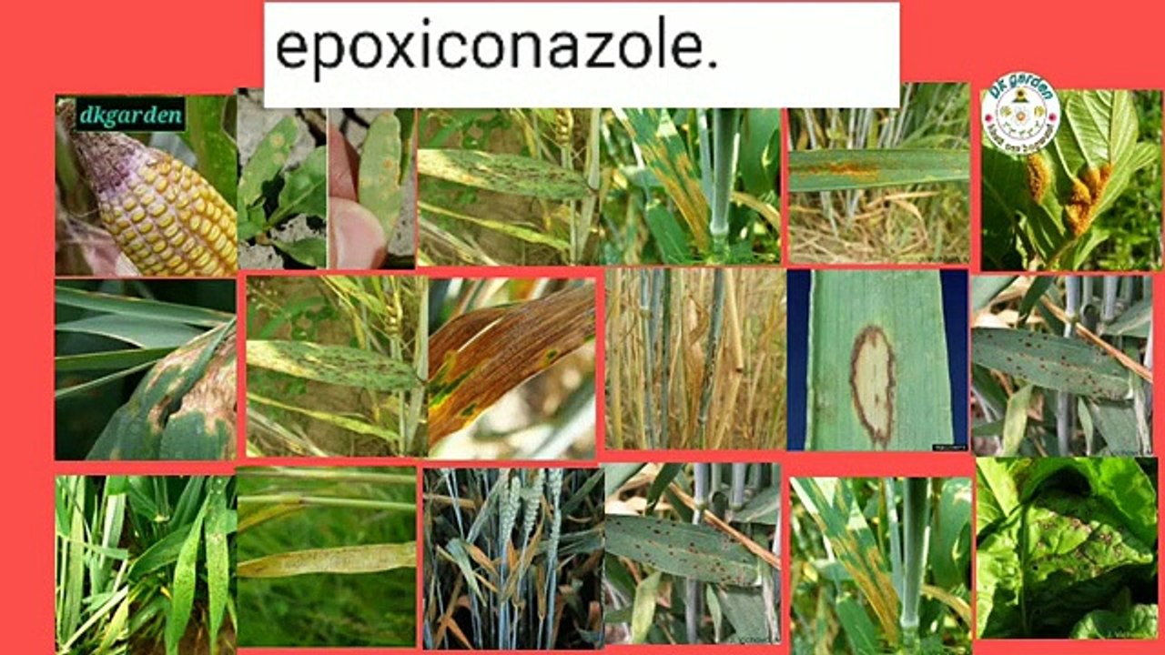 BASF_Opera_fungicide._फसलों_के_लिए_सबसे_बेस्ट_फंगीसाइड_की_जानकारी।।_ओपेरा_फंगीसाइड।।(360p)